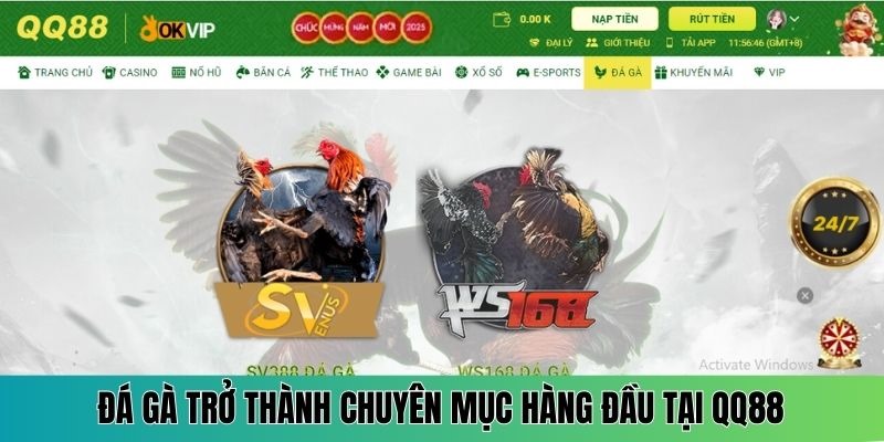 Đá gà trở thành chuyên mục được yêu thích hàng đầu tại QQ88